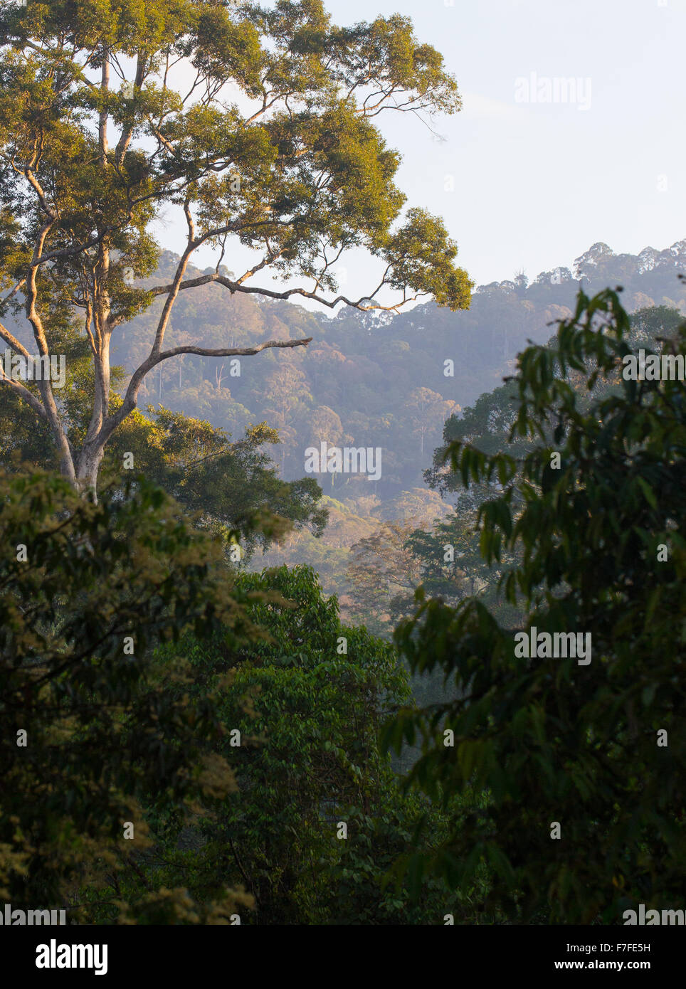 Tropical rainforest in the Danum Valley Conservation Area, Sabah, Malaysia Stock Photo