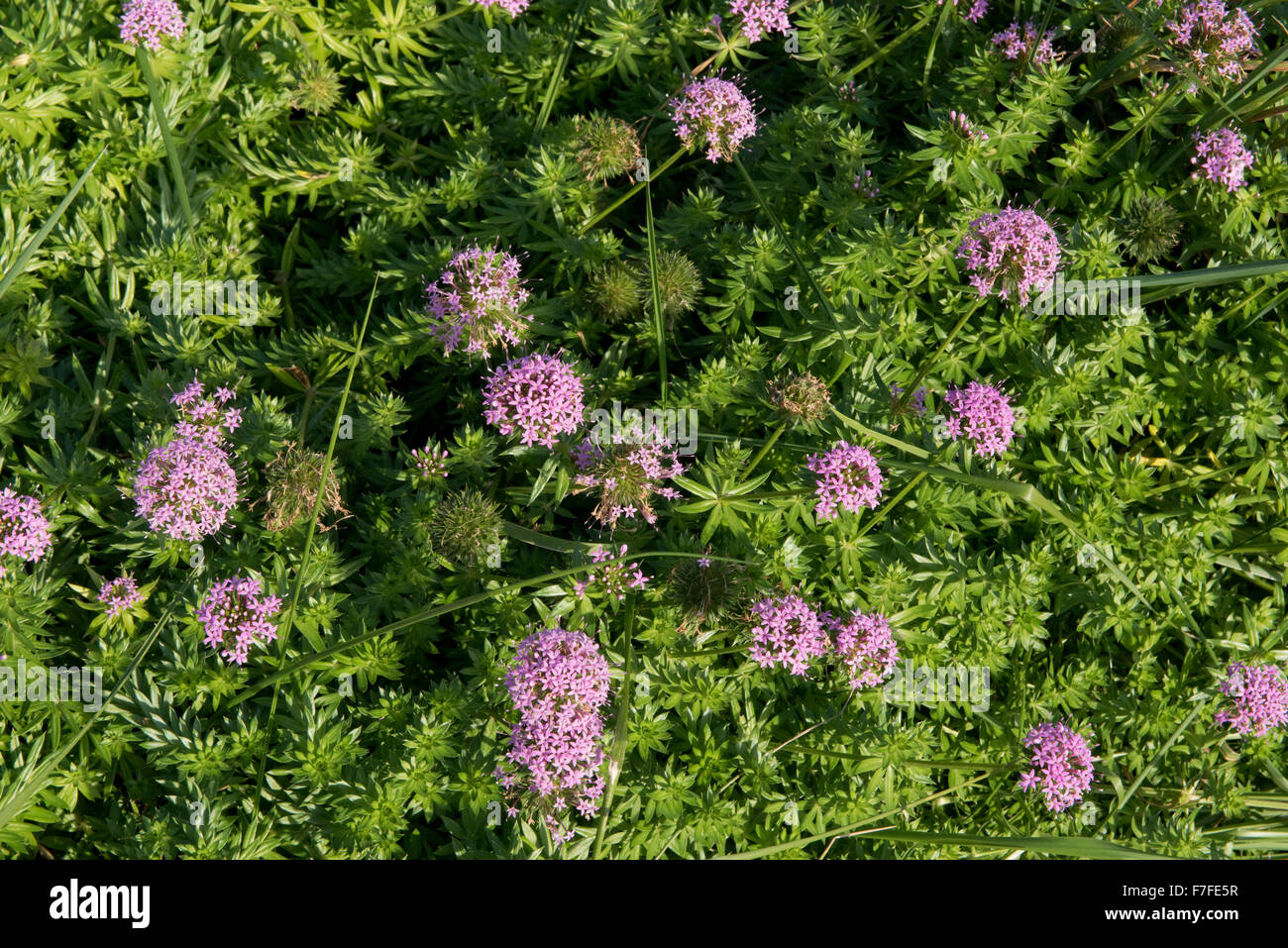 Large-styled crosswort, Phuopsis stylosa, flowering in a Dorset garden, October Stock Photo