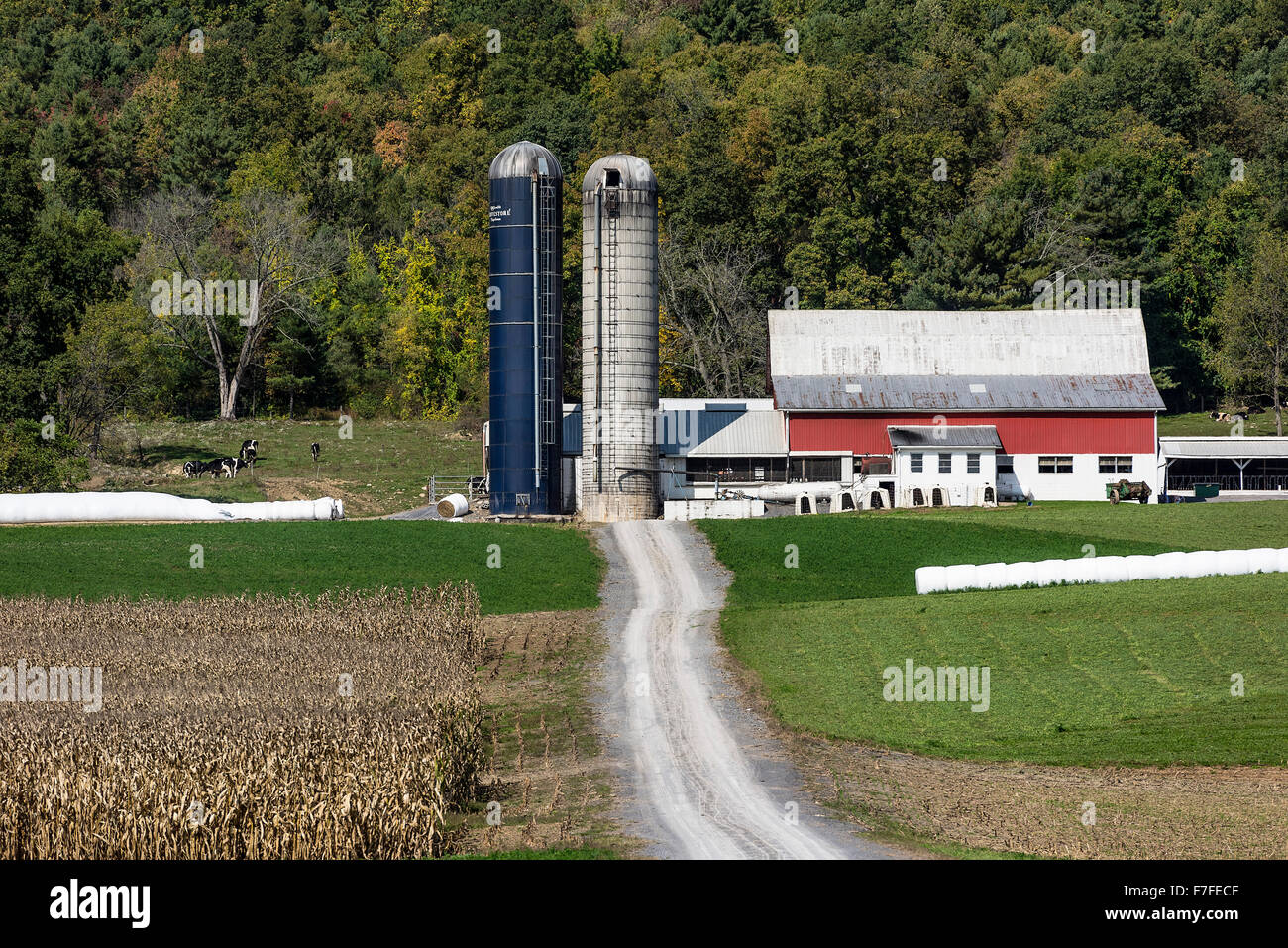 Rustic red barn and corn field, Centre Hall, Pennsylvania, USA Stock Photo