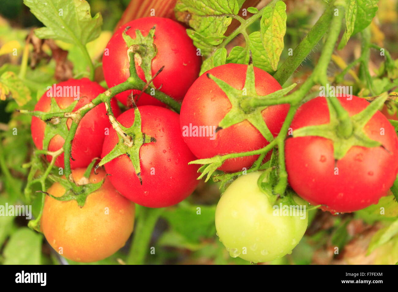 beautiful red tomatoes hanging on the branch in the garden Stock Photo ...