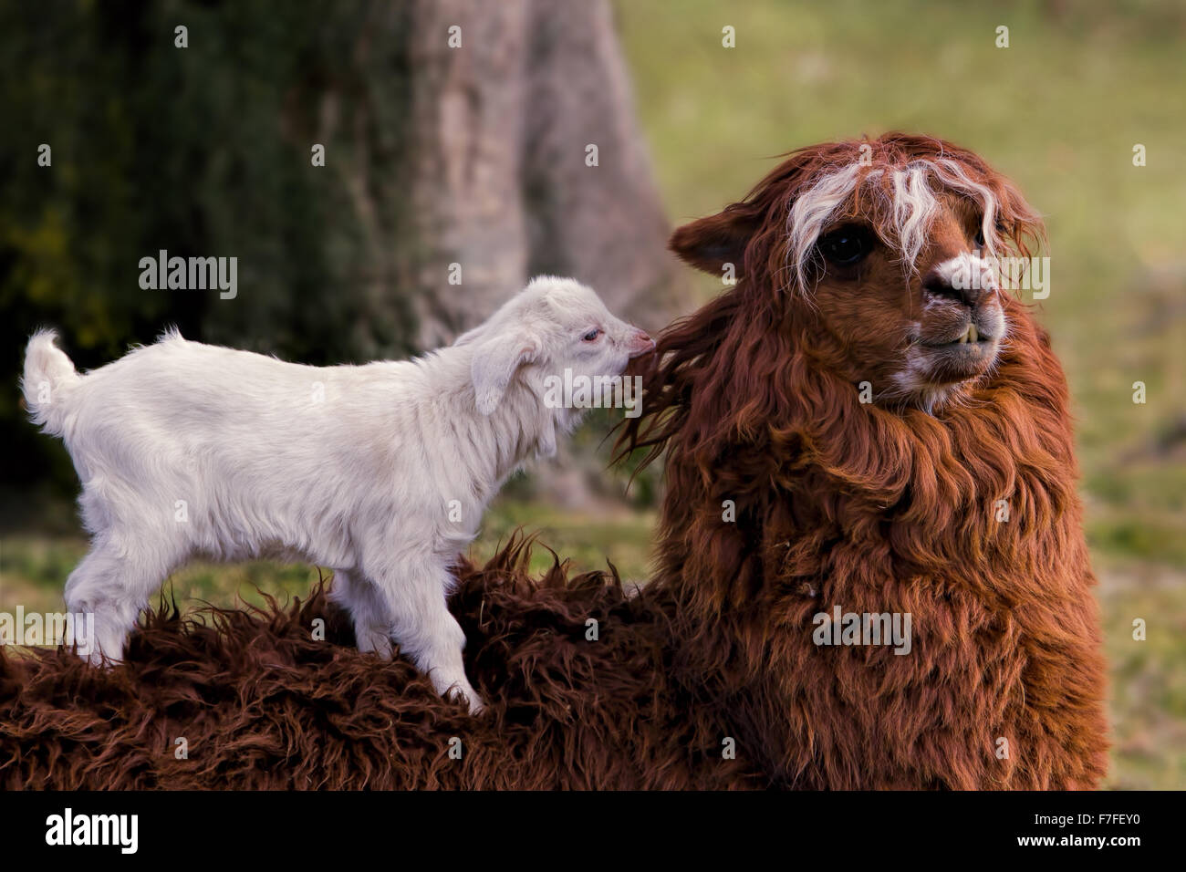 Goat kid plays with Alpaca Stock Photo Alamy