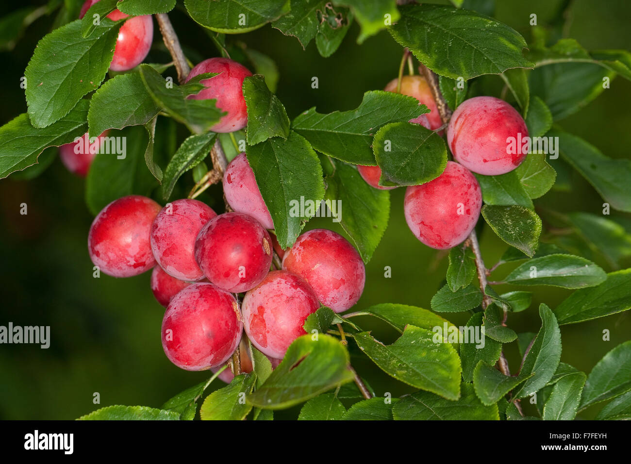 Cherry Plum, Myrobalan Plum, Kirschpflaume, Kirsch-Pflaume, Myrobalane, Früchte, Wildpflaume, Wildobst, Obst, Prunus cerasifera Stock Photo