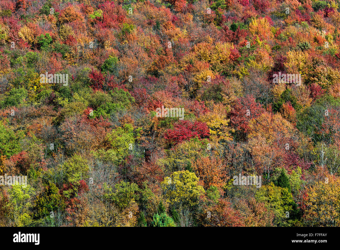 Abstract of colorful autumn trees on a mountainside, Liberty, Pennsylvania, USA Stock Photo