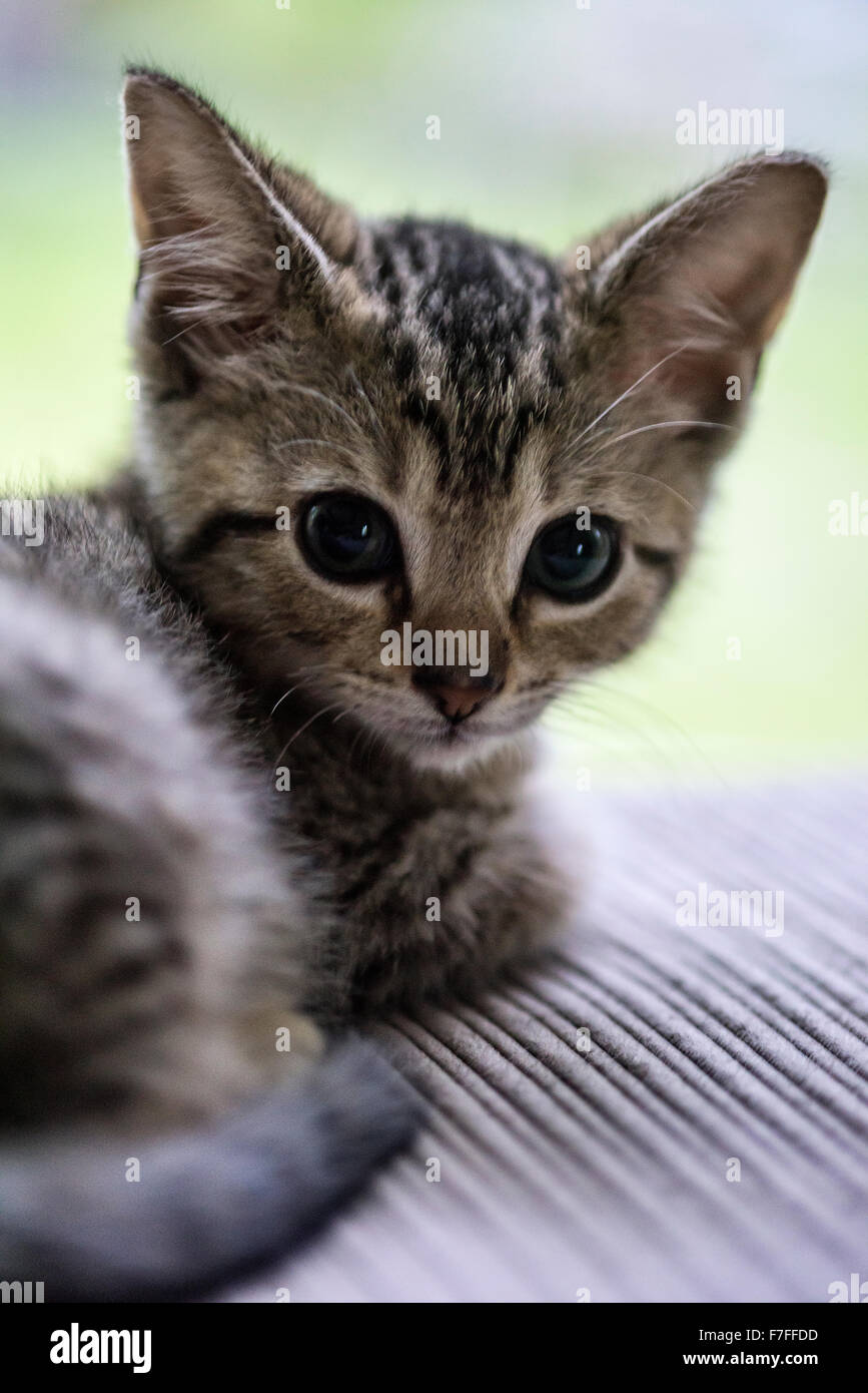 Adorable tabby kitten portrait. Stock Photo