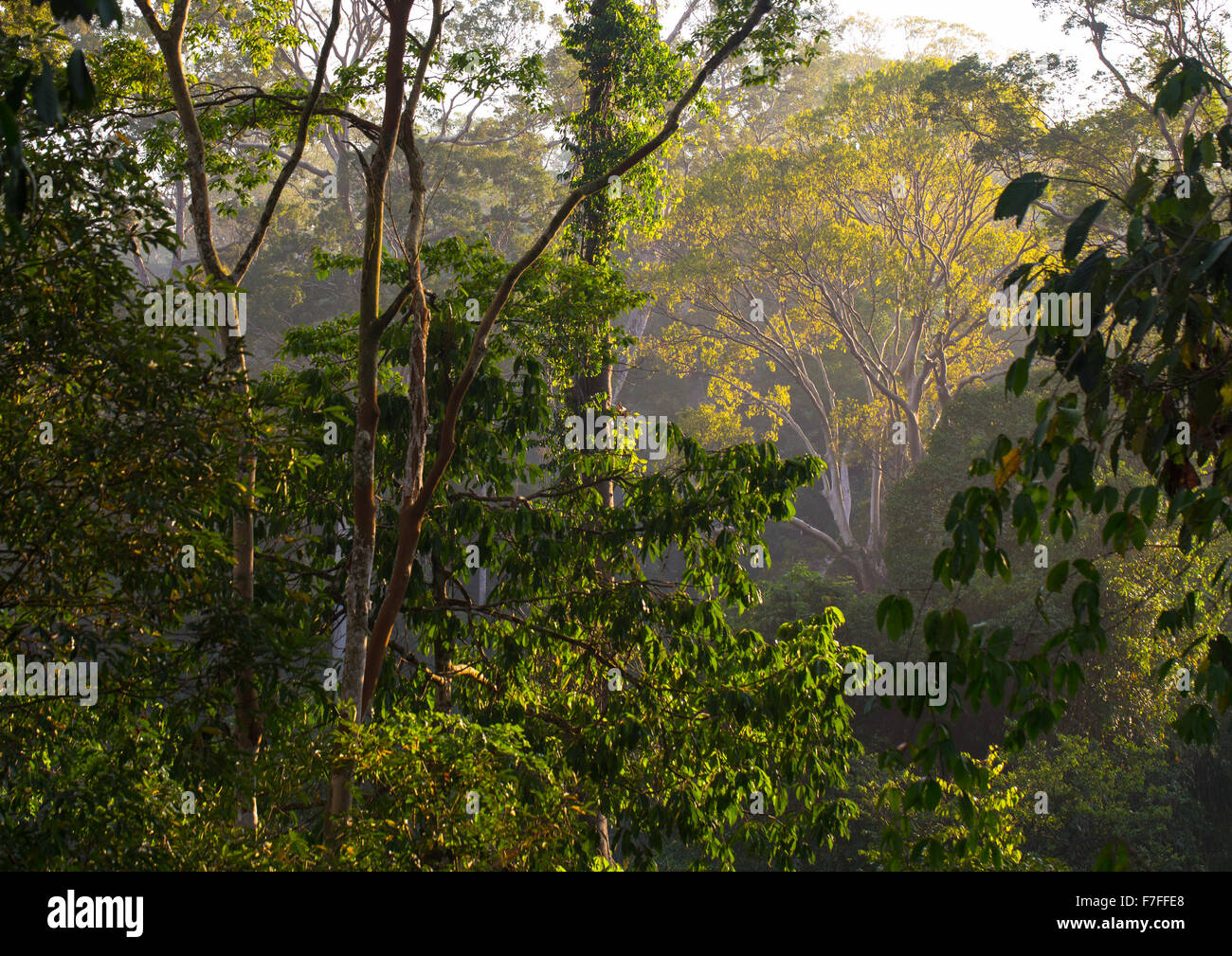Early morning light in tropical rainforest, Danum Valley, Sabah, Malaysia Stock Photo