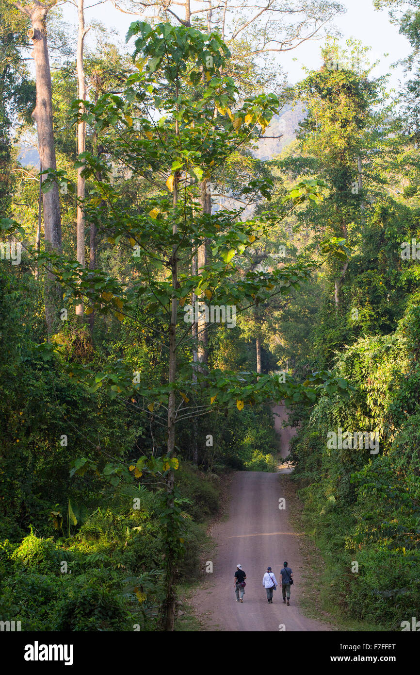 Birdwatchers on a road in the Danum Valley rainforest, Sabah, Malaysia Stock Photo