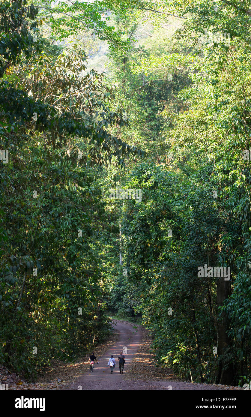 Birdwatchers on a road in the Danum Valley rainforest, Sabah, Malaysia Stock Photo