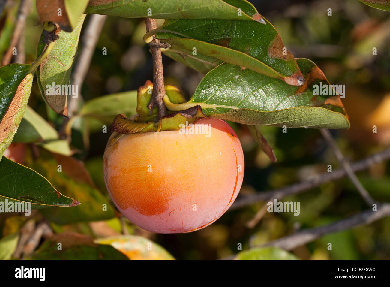 Japanese Persimmon, Kaki Persimmon, Asian Persimmon, Kakipflaume, Kaki-Pflaume, Kakibaum, JSharon-Frucht, Diospyros kaki Stock Photo