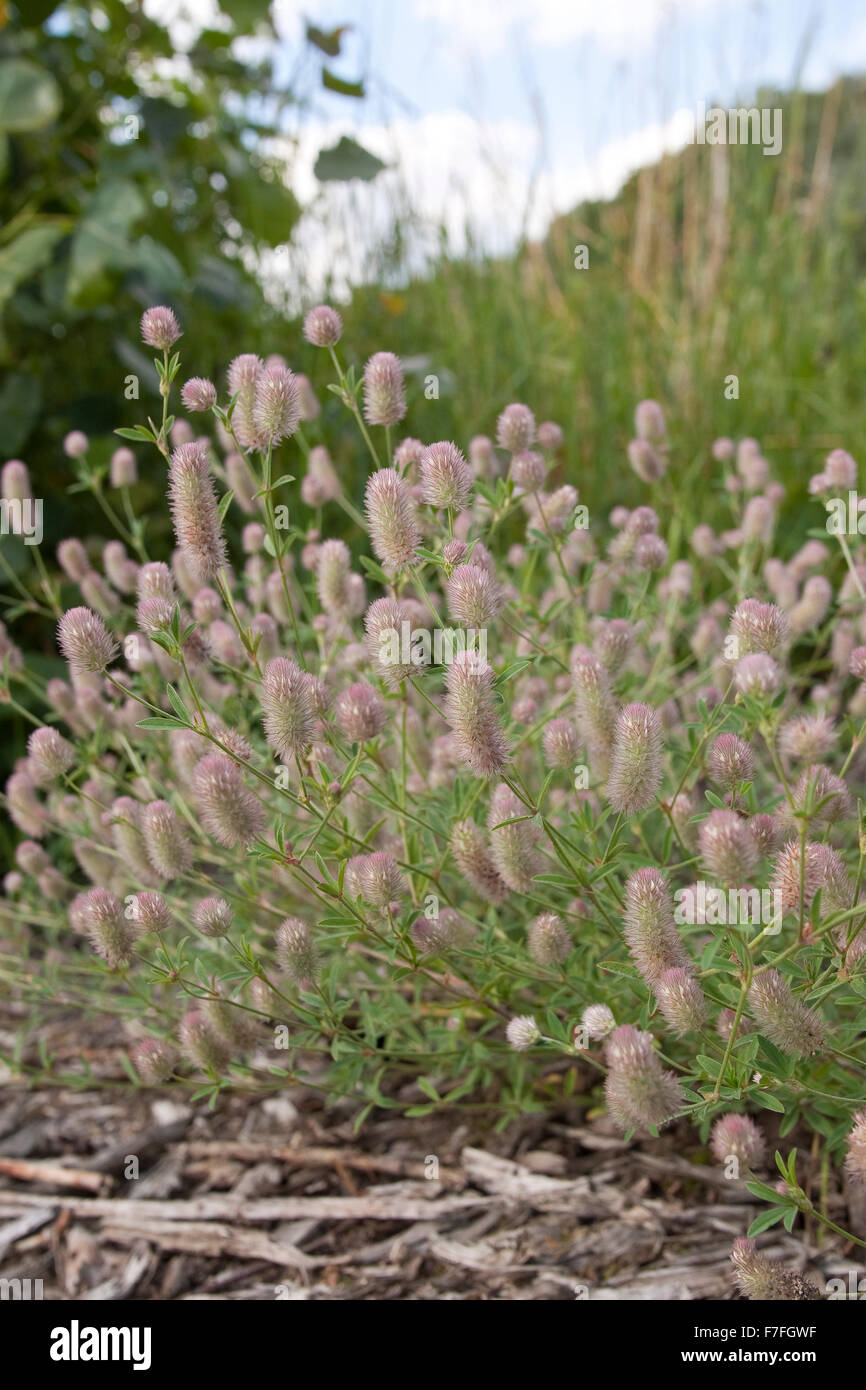 Haresfoot clover, Field Clover, Rabbit Food Clover, stone clover, Hasenklee, Hasen-Klee, Trifolium arvense Stock Photo