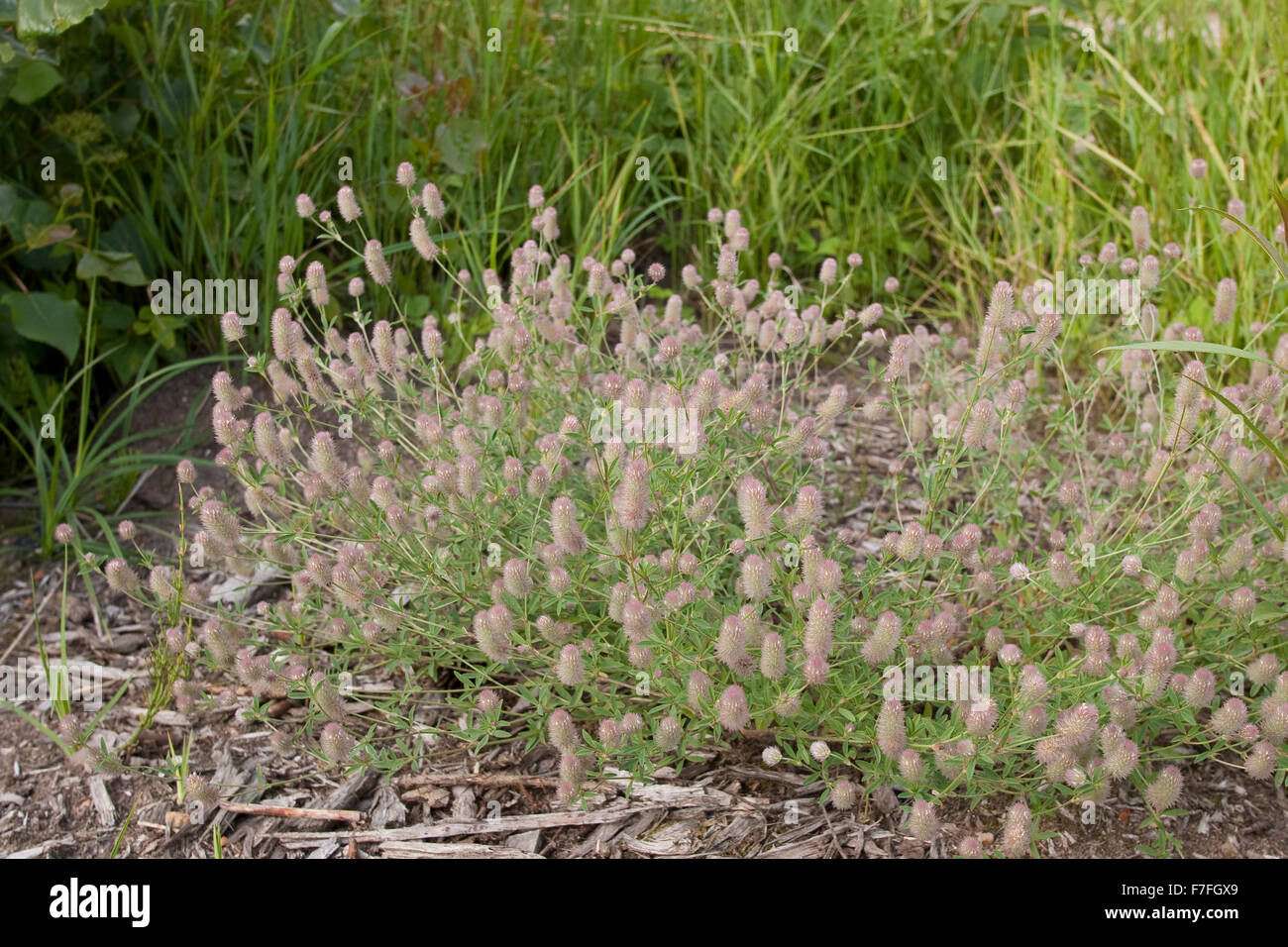 Haresfoot clover, Field Clover, Rabbit Food Clover, stone clover, Hasenklee, Hasen-Klee, Trifolium arvense Stock Photo