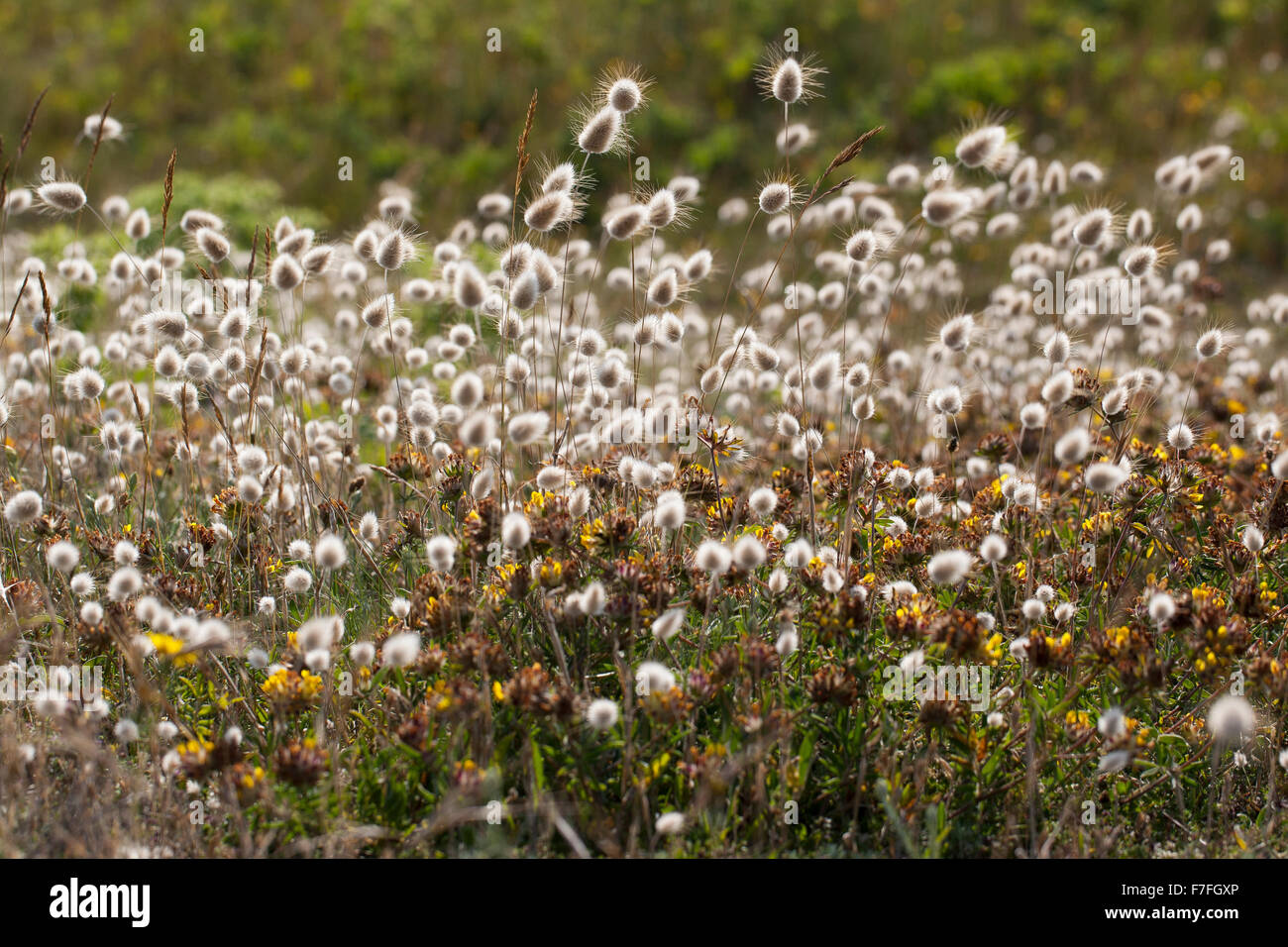 Hare's-tail grass, bunnytail, Bunny Tail, Harestail, Hasenschwanz-Gras,  Hasenschwänzchen, Hasenschwanzgras, Lagurus ovatus Stock Photo - Alamy