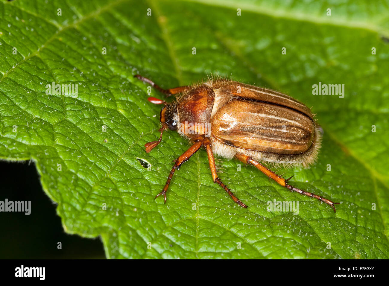 Summer chafer, European june beetle, Junikäfer, Gerippter Brachkäfer, Sonnenwendkäfer, Amphimallon solstitiale Stock Photo