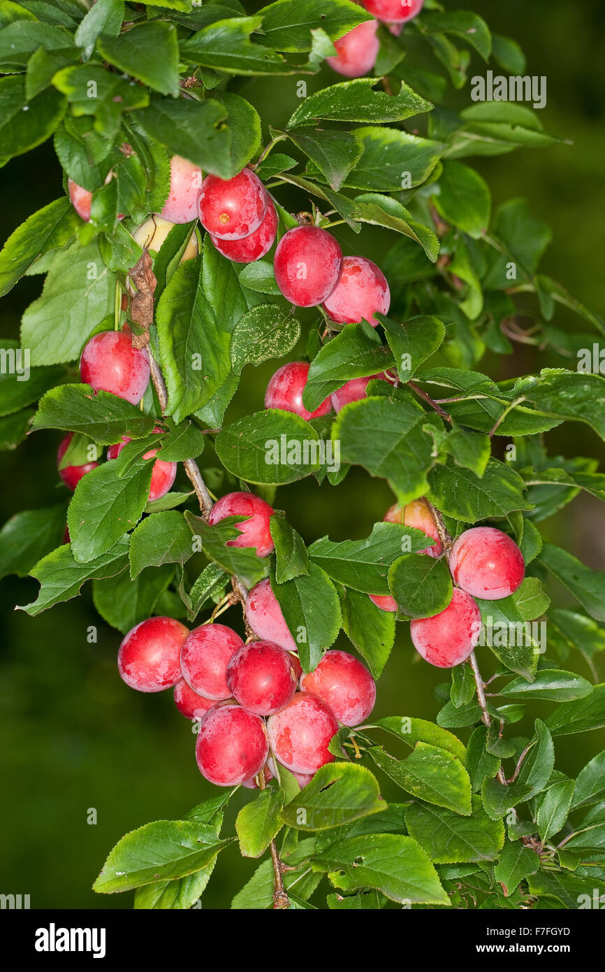Cherry Plum, Myrobalan Plum, Kirschpflaume, Kirsch-Pflaume, Myrobalane, Früchte, Wildpflaume, Wildobst, Obst, Prunus cerasifera Stock Photo