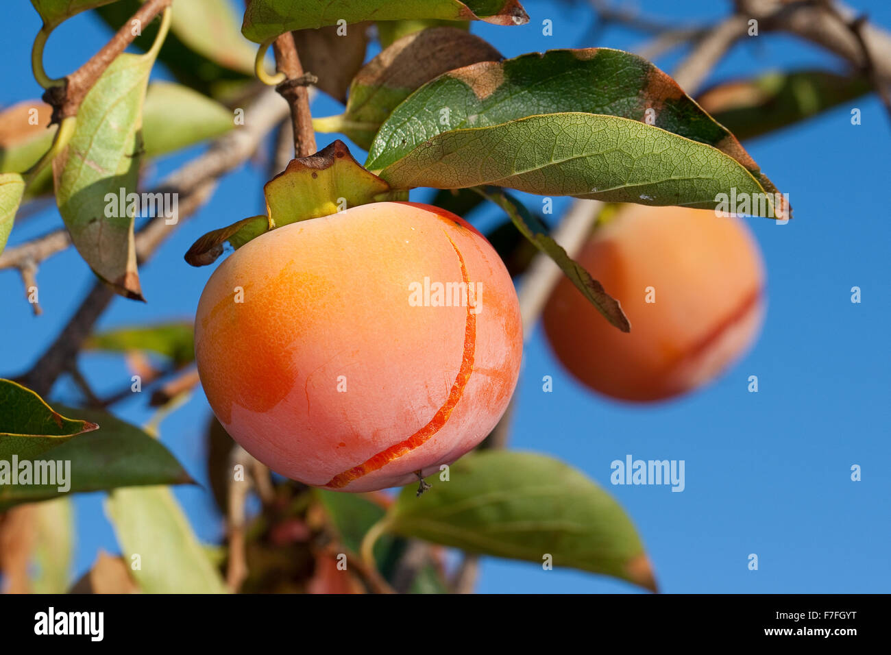 Japanese Persimmon, Kaki Persimmon, Asian Persimmon, Kakipflaume, Kaki-Pflaume, Kakibaum, Sharon-Frucht, Diospyros kaki Stock Photo