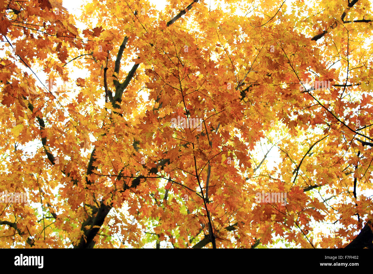 crowns of trees with yellow leaves in the Autumn park Stock Photo - Alamy