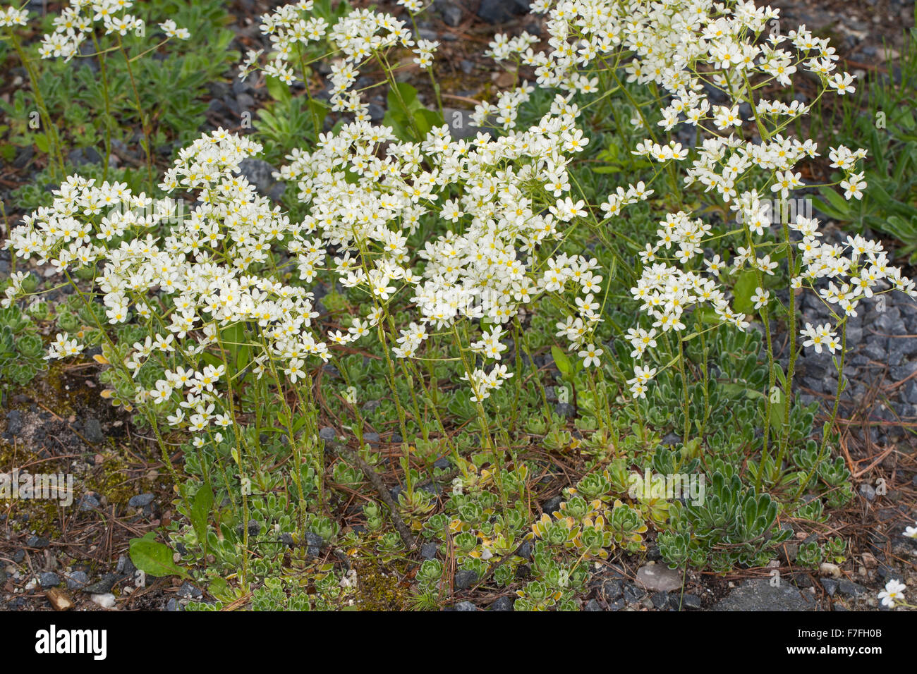 Encrusted Saxifrage, Silver Saxifrage, Host-Steinbrech, Hosts Steinbrech, Saxifraga hostii, Steinbrechgewächse, Saxifragaceae Stock Photo