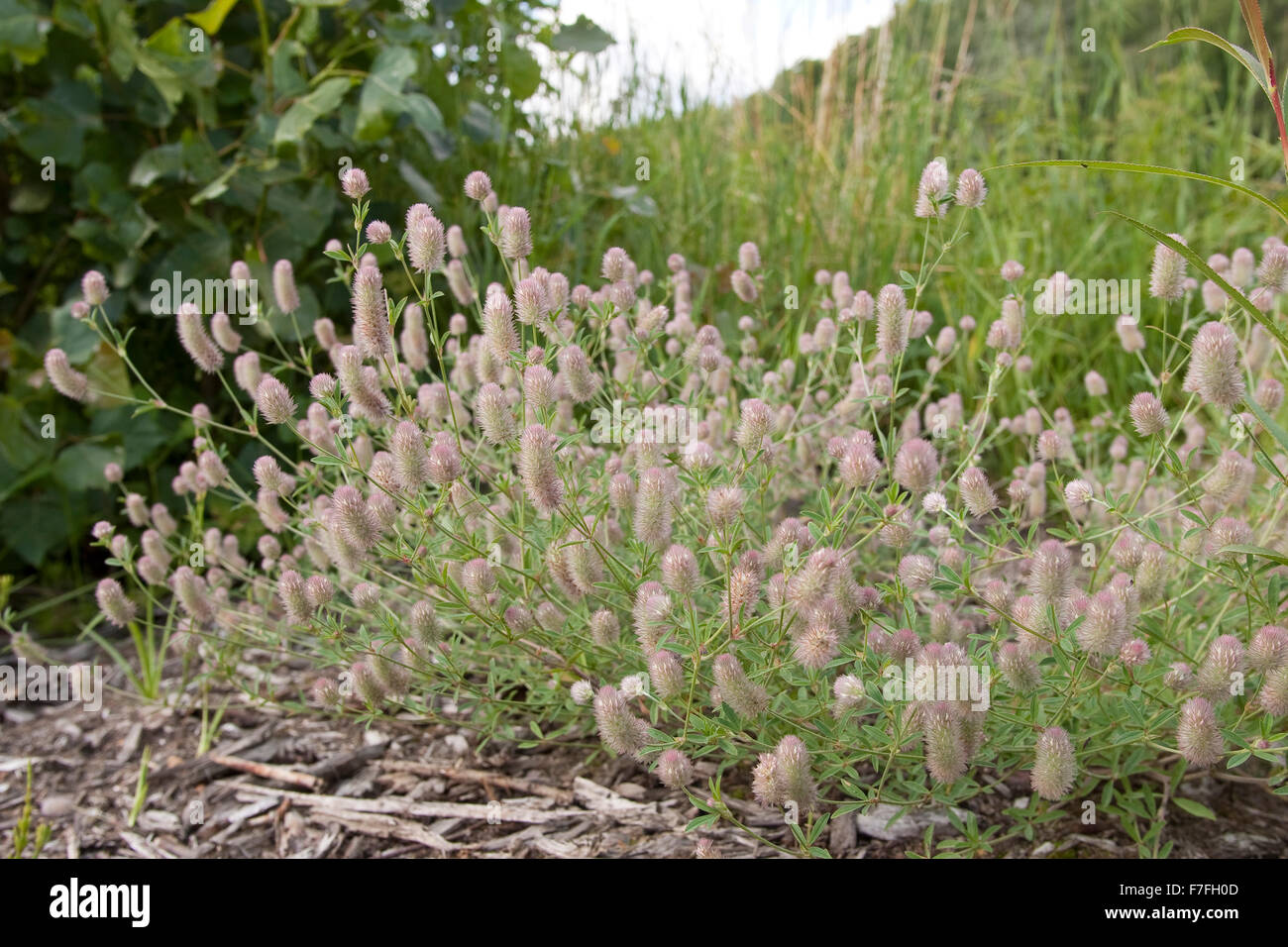 Haresfoot clover, Field Clover, Rabbit Food Clover, stone clover, Hasenklee, Hasen-Klee, Trifolium arvense Stock Photo