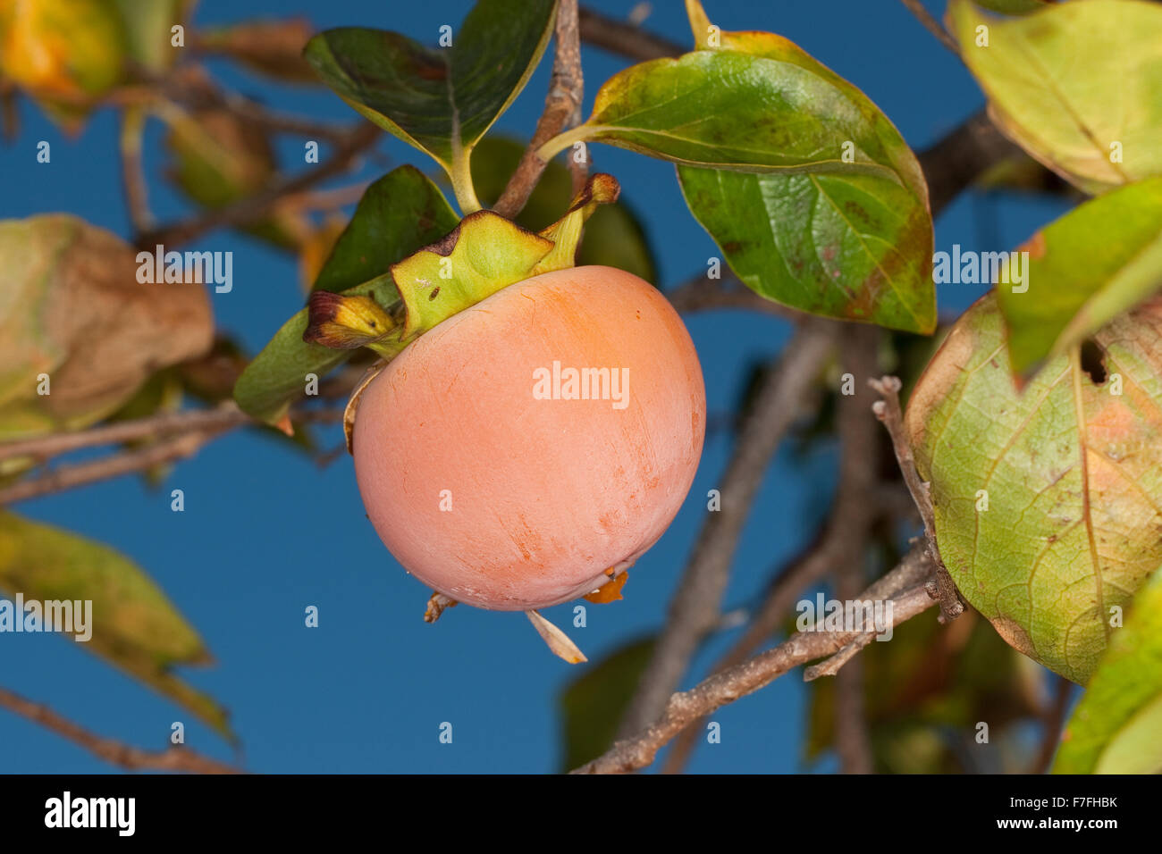 Japanese Persimmon, Kaki Persimmon, Asian Persimmon, Kakipflaume, Kaki-Pflaume, Kakibaum, JSharon-Frucht, Diospyros kaki Stock Photo