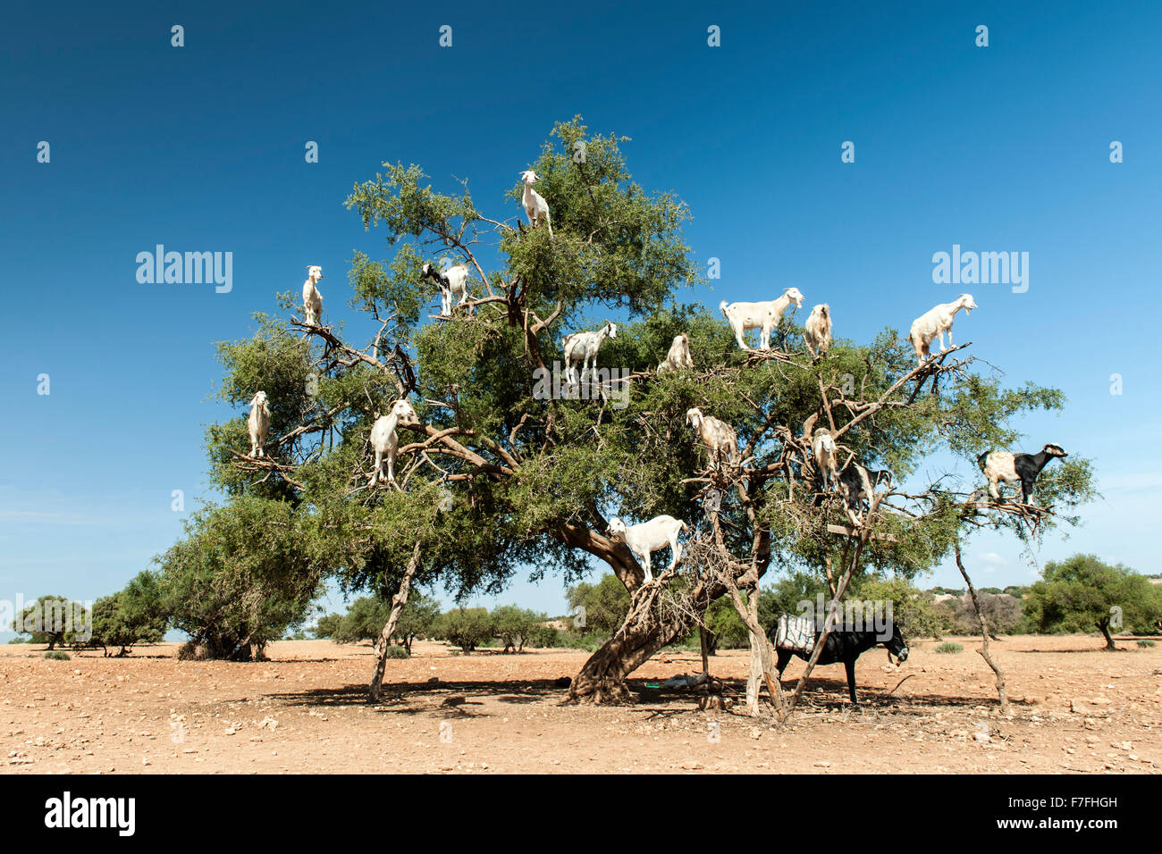 Goats in a tree on the Marrakech to Essaouira road in Morocco. Stock Photo