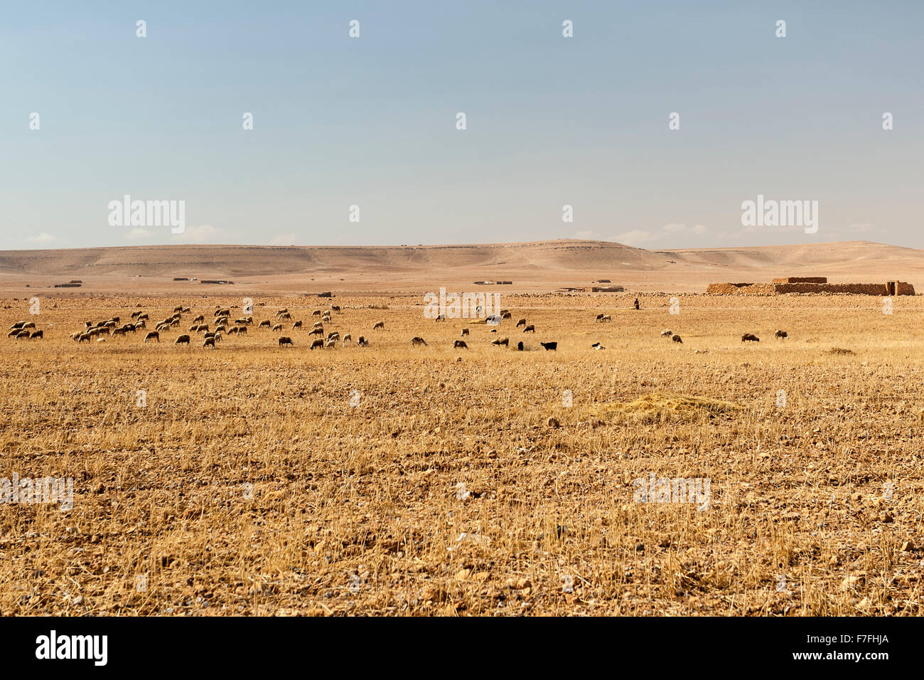 Sheep grazing in the Moroccan countryside. Stock Photo
