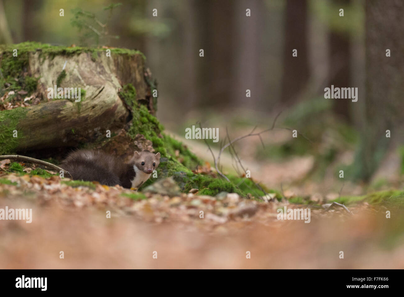 Shy Beech Marten / Stone Marten / Steinmarder ( Martes foina ) hiding under a tree stump, looks alert. Stock Photo