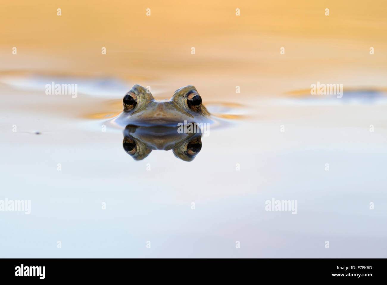 Common Toad / Erdkröte ( Bufo bufo ) floats in nice colored water, beautiful toad eyes reflects / reflective on water surface. Stock Photo