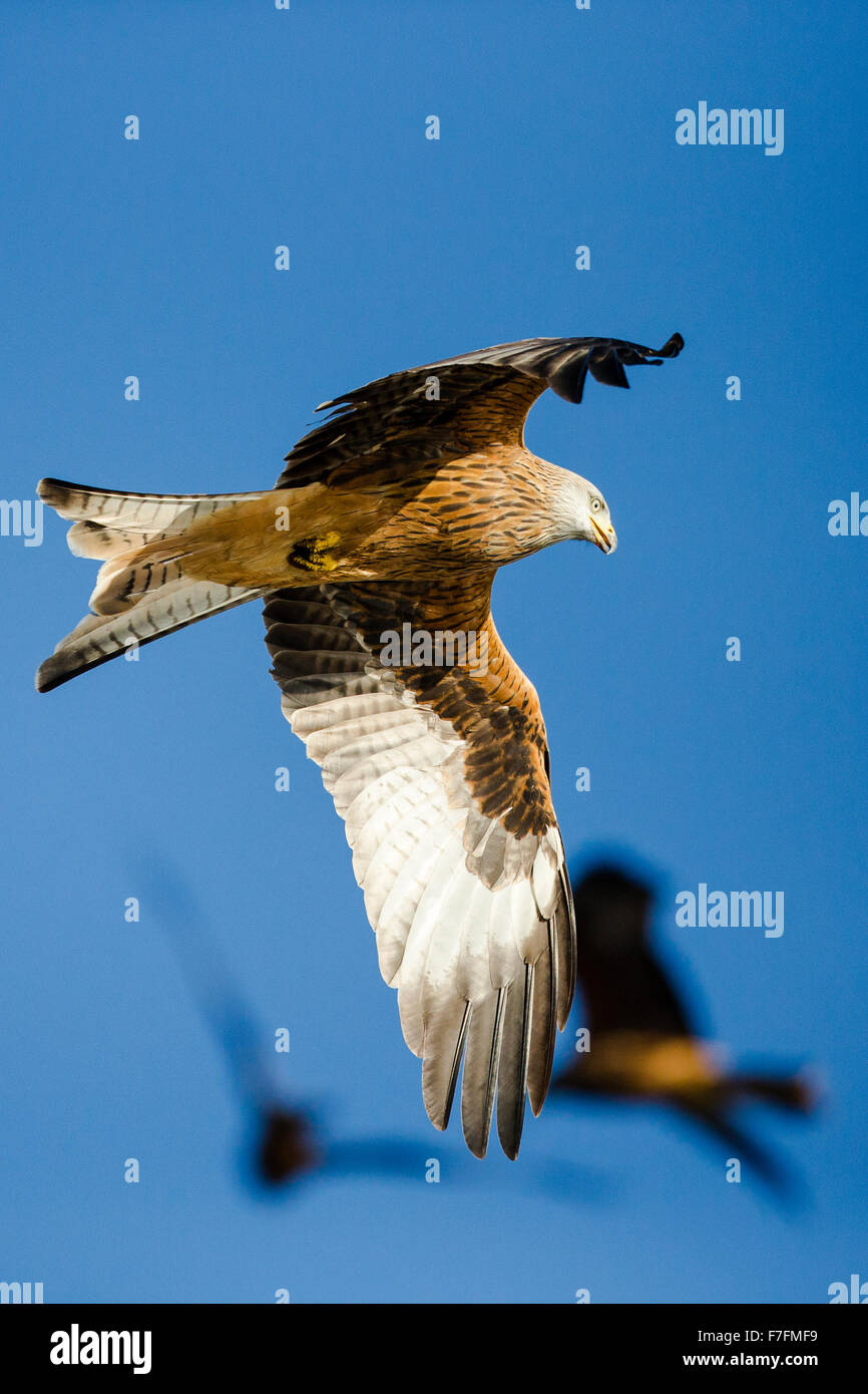 Red kite (Milvus milvus) at NantyrArian, Wales Stock Photo
