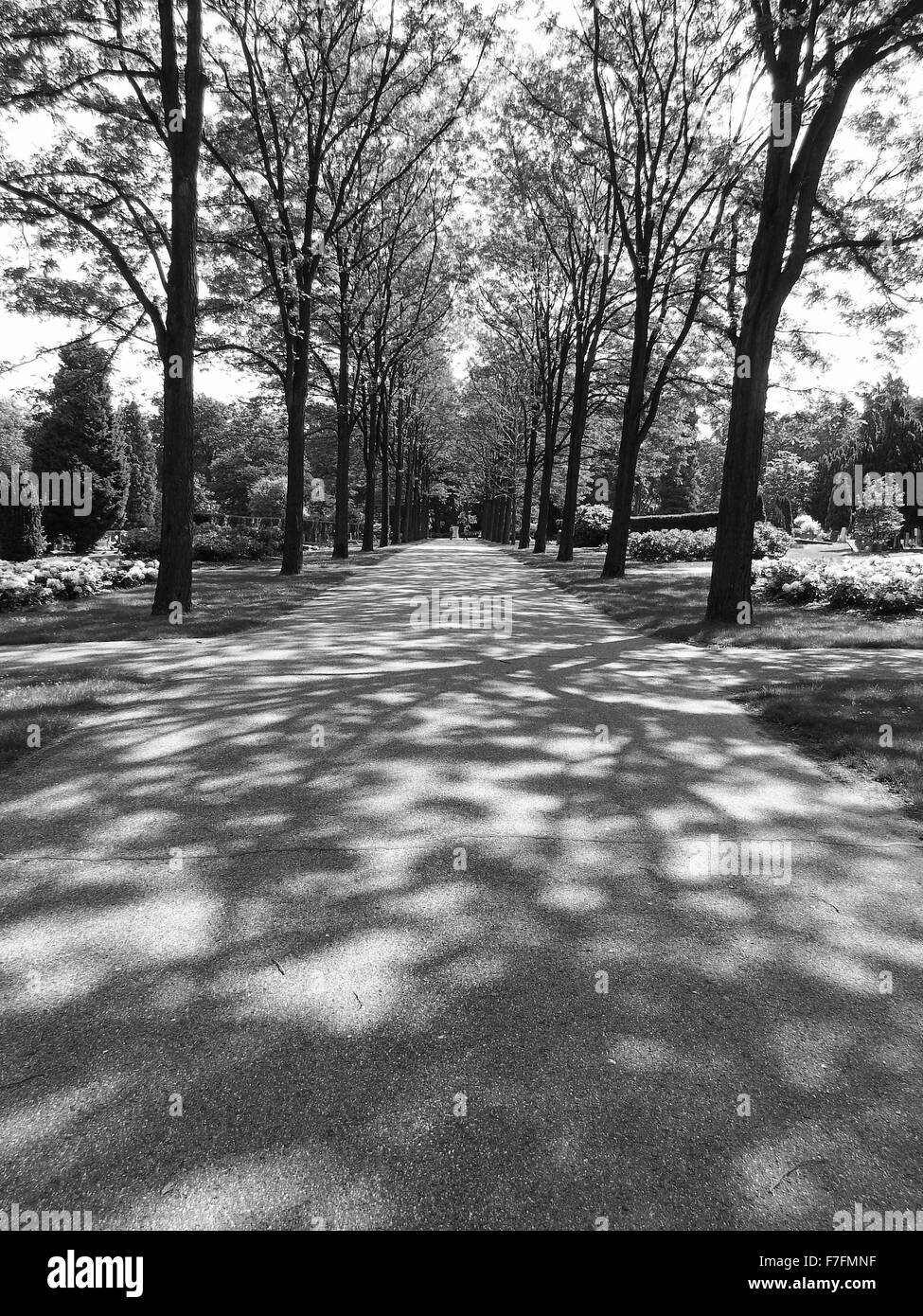 B&W Tree lined path with shaddows Stock Photo