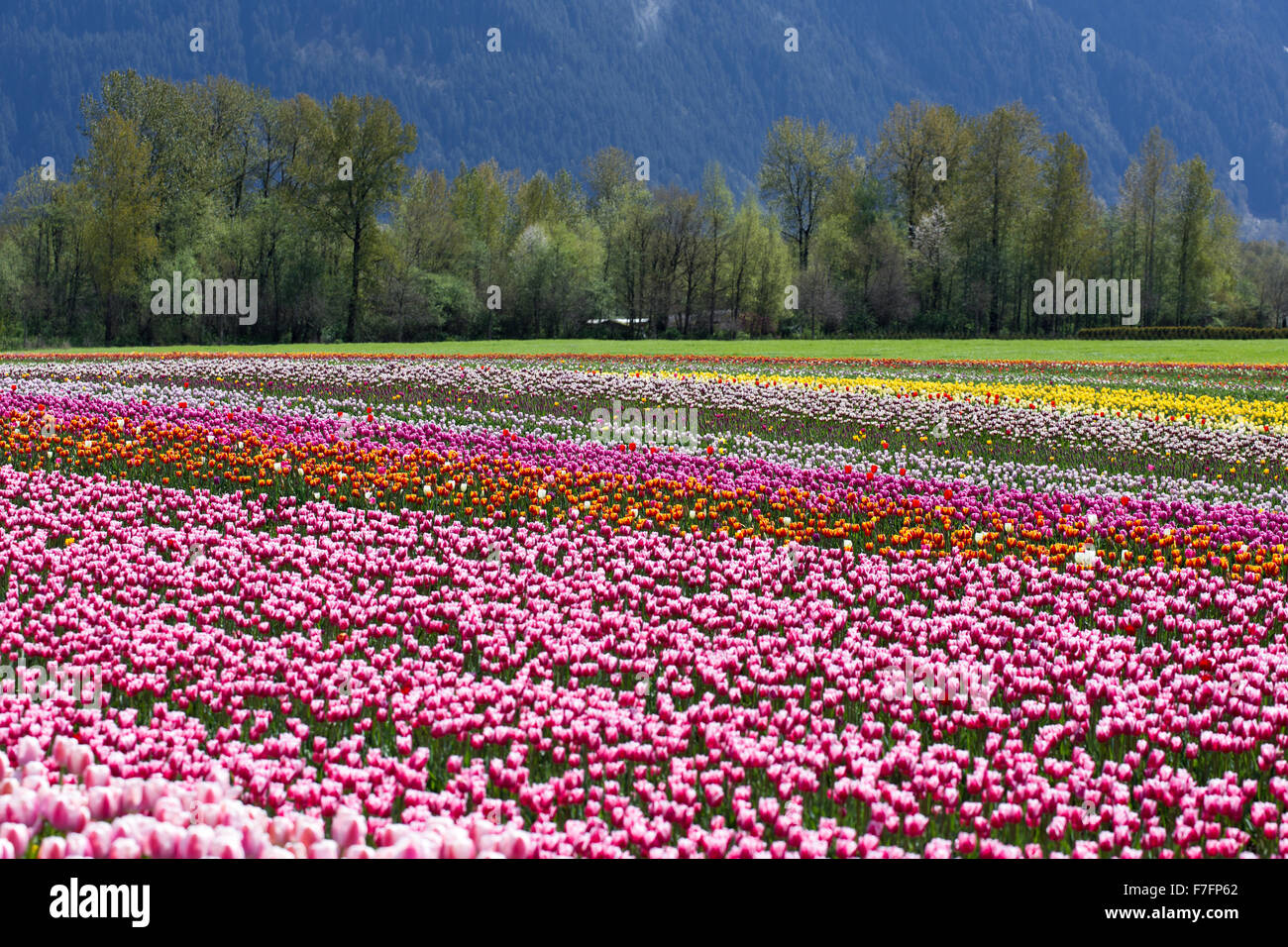 Spring Landscape, Tulip Flower Field in Agassiz BC Canada Stock Photo