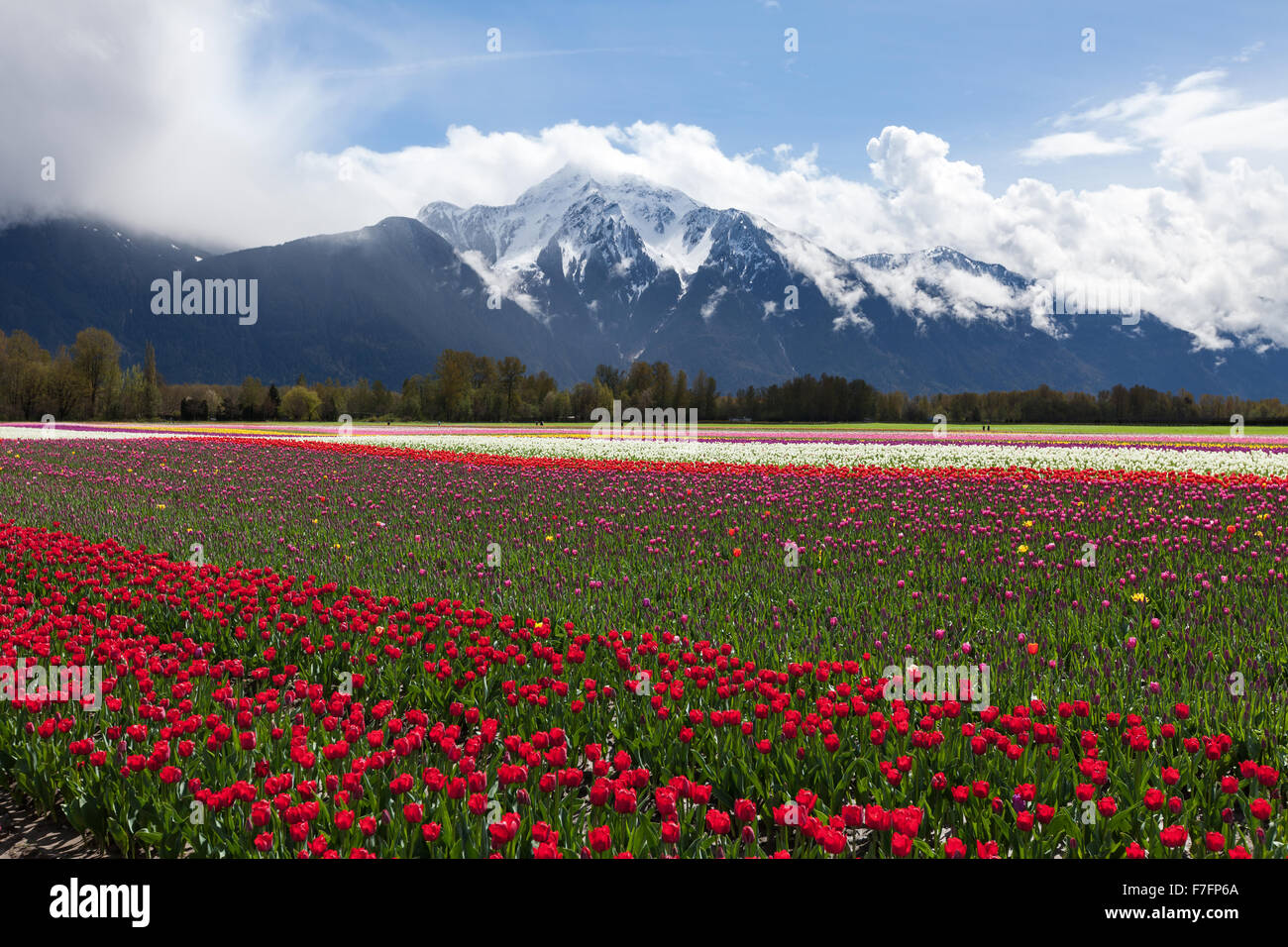 Spring Landscape, Tulip Flower Field in Agassiz BC Canada Stock Photo