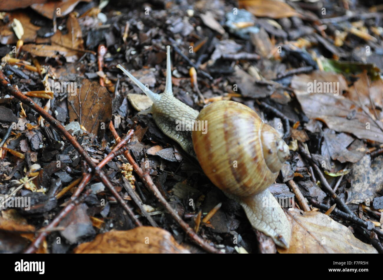 Snail in the forest Stock Photo