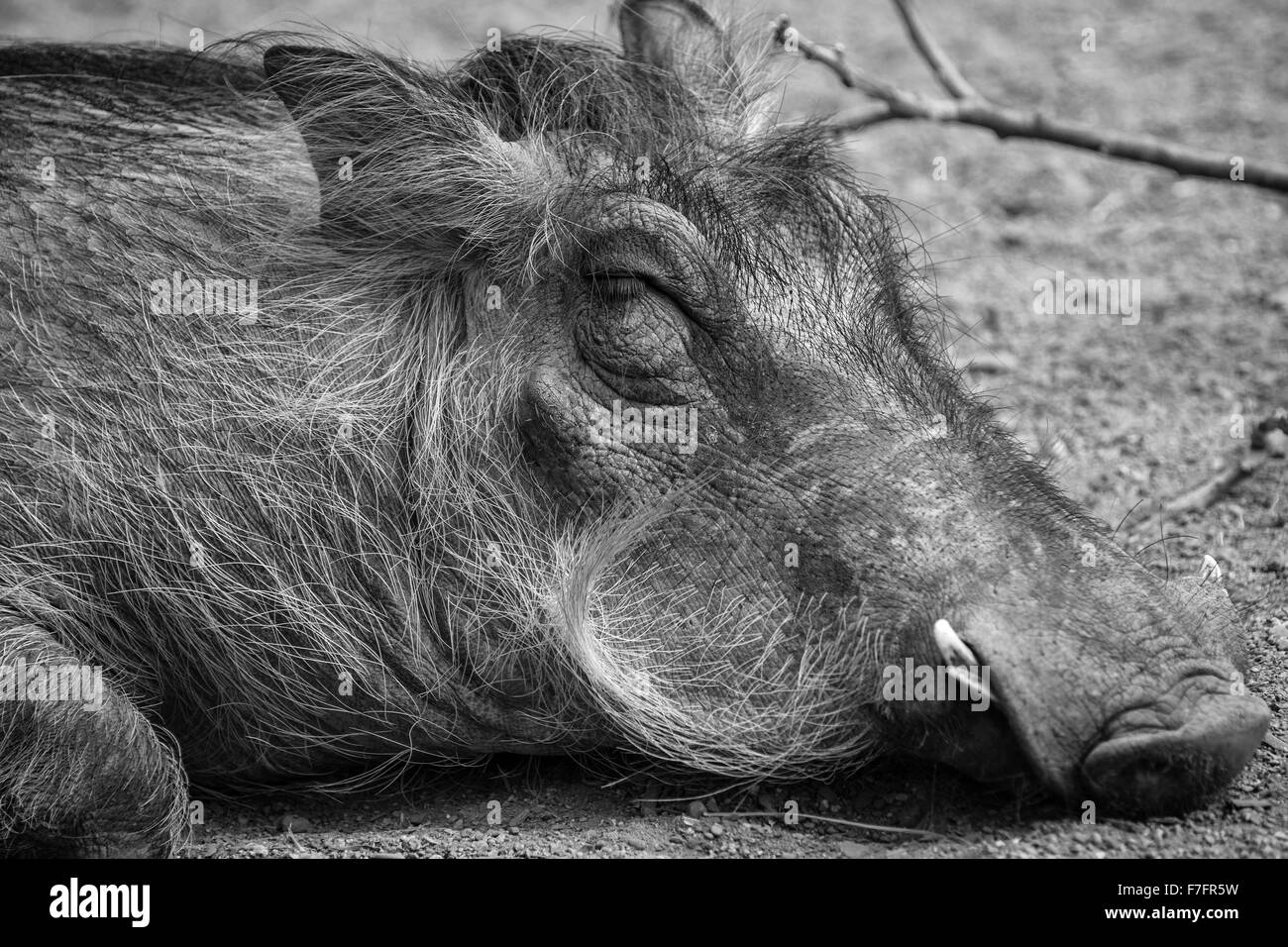 A black and white portrait of a resting warthog at the Indianapolis zoo. Stock Photo