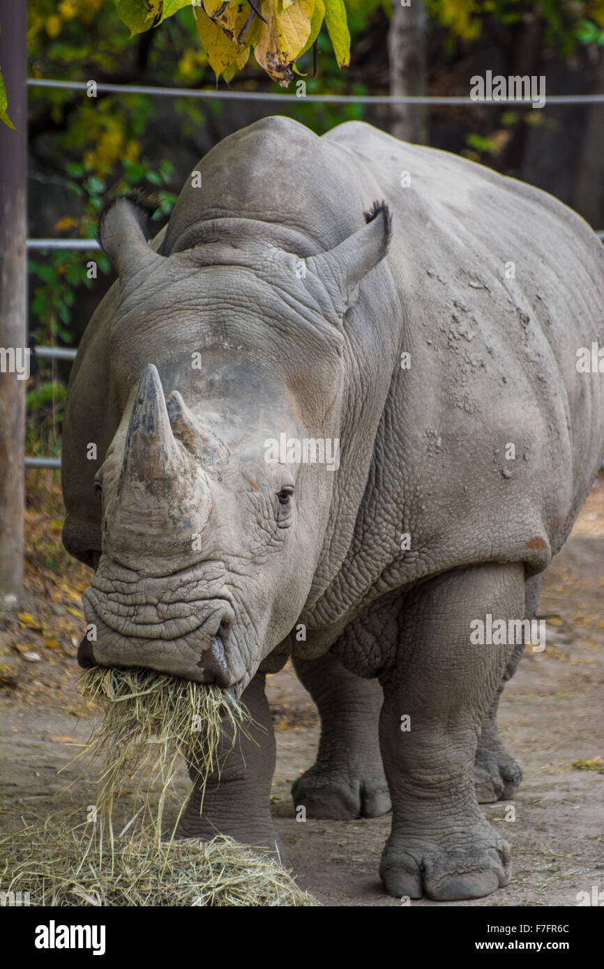 A white rhinoceros at the Indianapolis zoo eats hay. Stock Photo