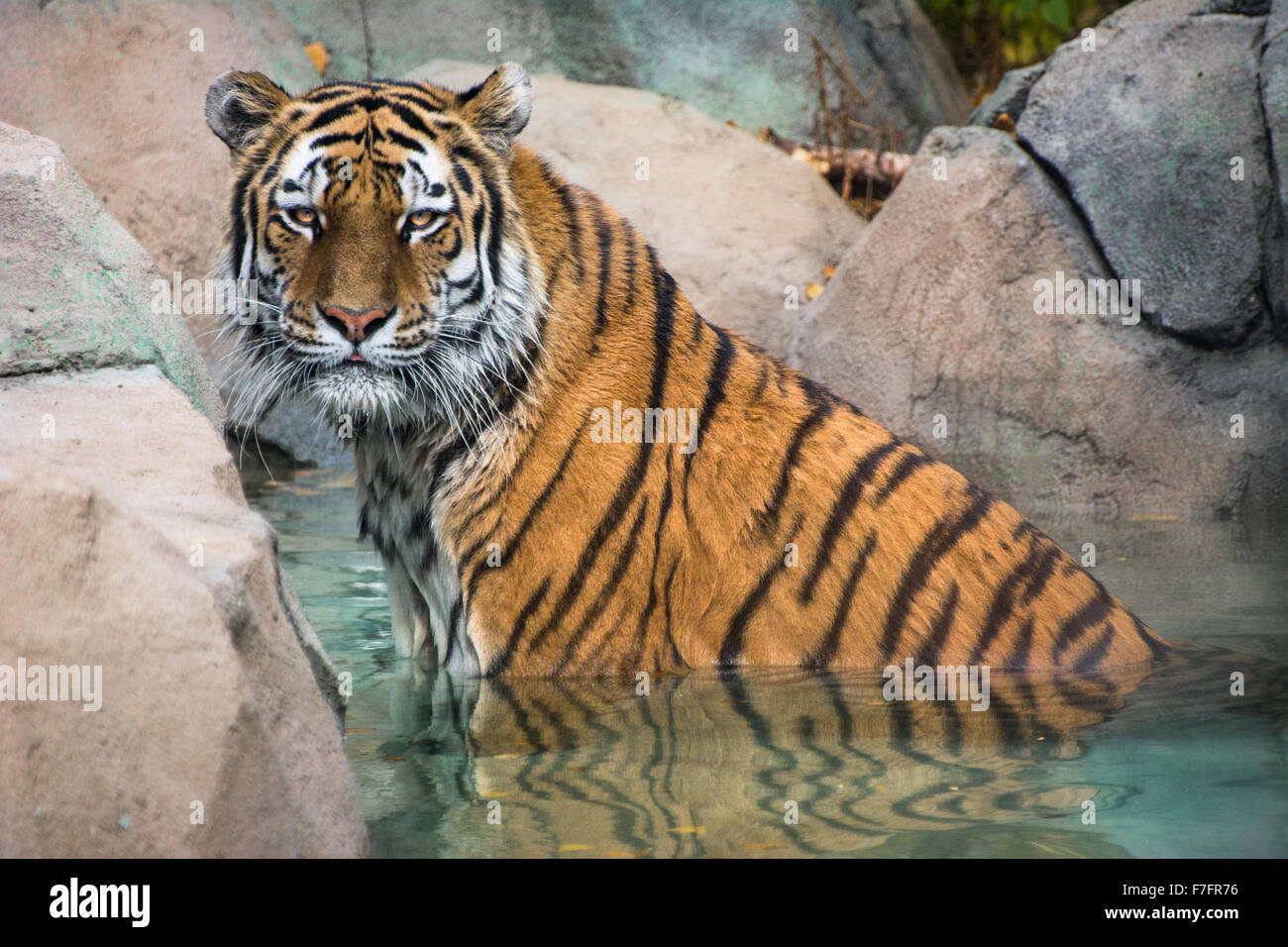 North china tiger hi-res stock photography and images - Alamy