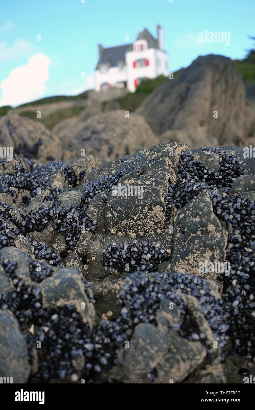 Mussels on rocks on a beach in Locquirec, France Stock Photo - Alamy