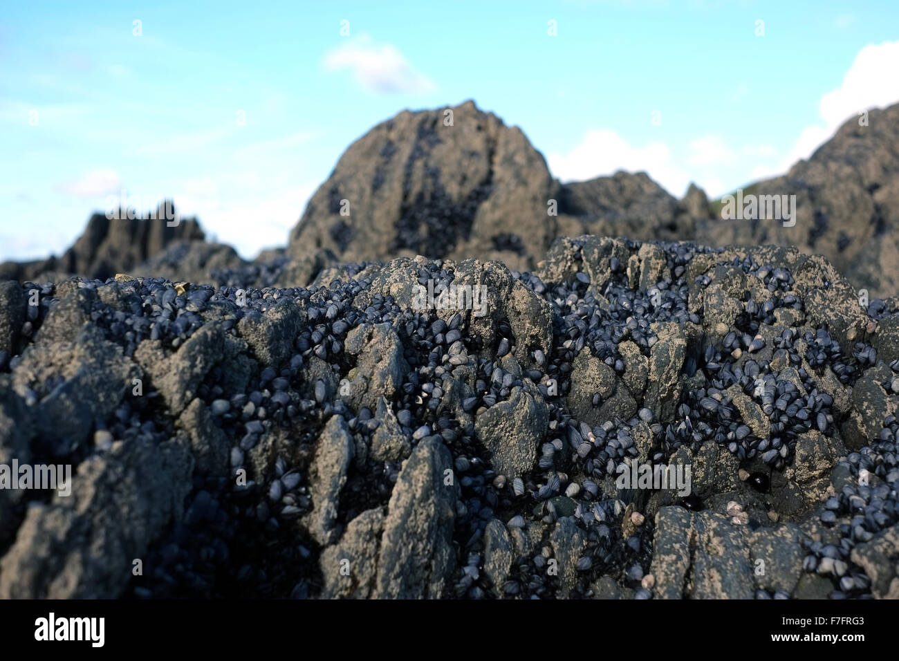 Mussels on rocks on a beach in Locquirec, France Stock Photo - Alamy