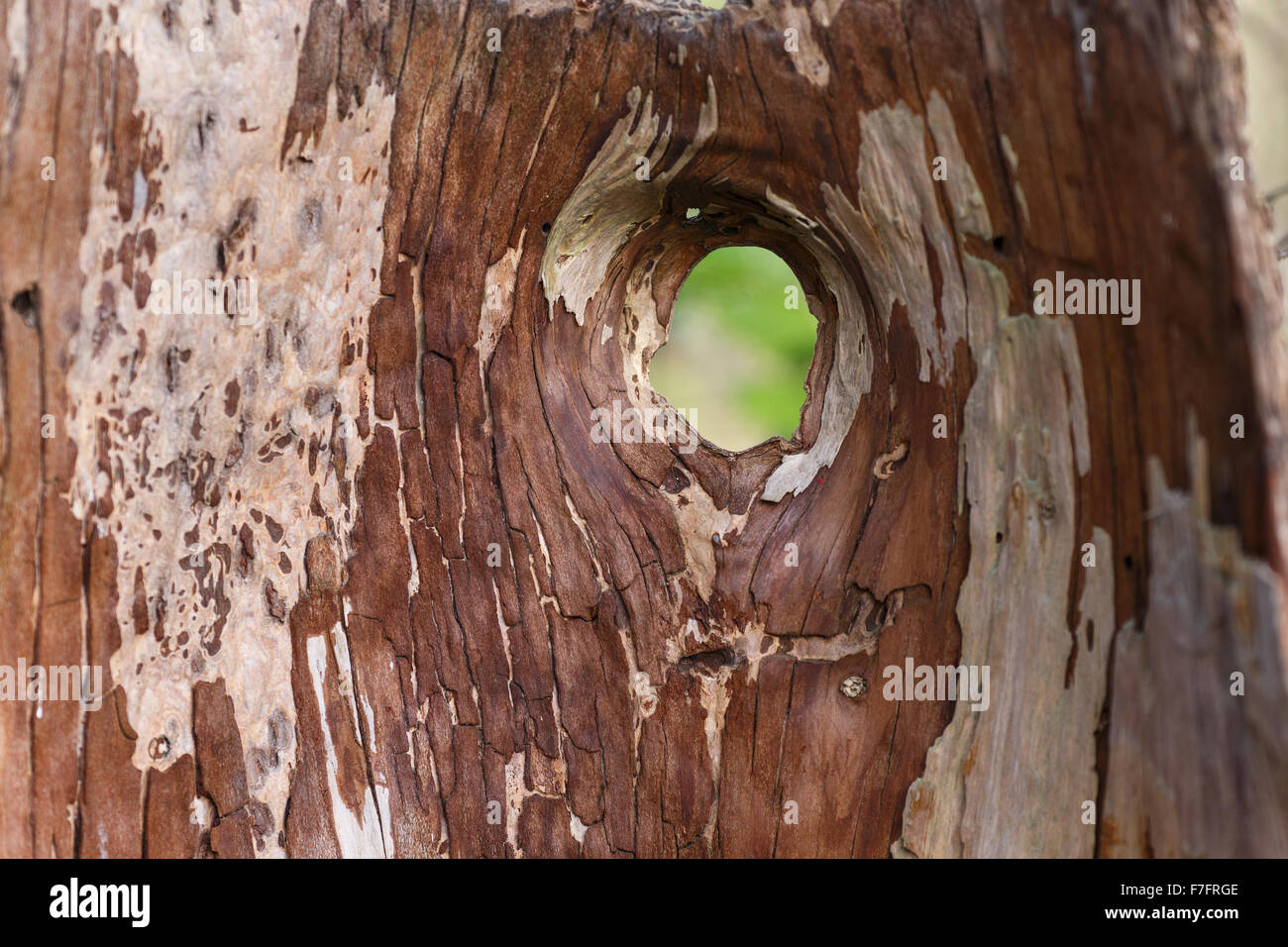 hollow tree trunk with a hole Stock Photo