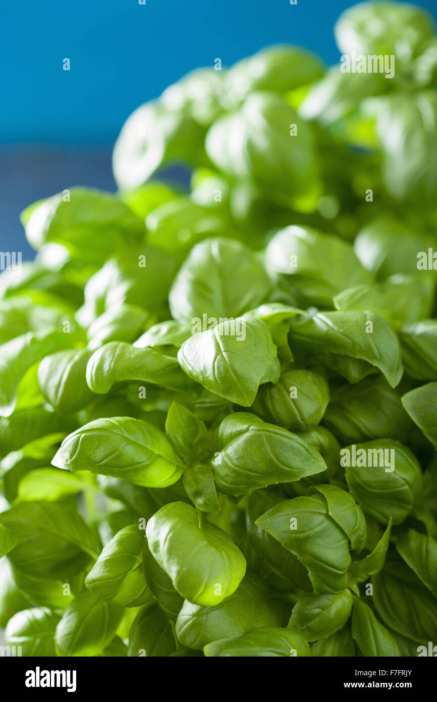 fresh basil leaves herb background Stock Photo Alamy