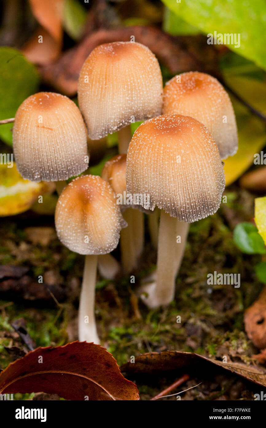 Mica cap mushrooms, AKA Shiny cap, Glistening Inky cap (Coprinellus micaceus) - USA Stock Photo