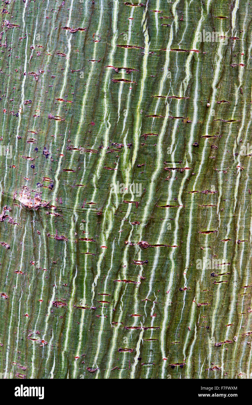 Acer davidii 'Serpentine'. Snakebark maple bark Stock Photo