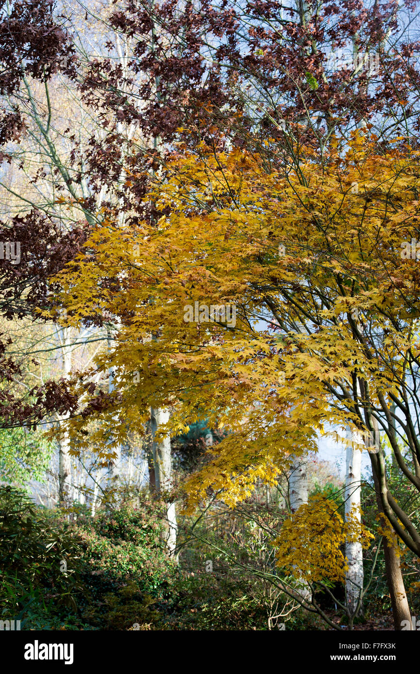 Acer pseudoplatanus. Sycamore tree at RHS Wisley Gardens in autumn. UK Stock Photo