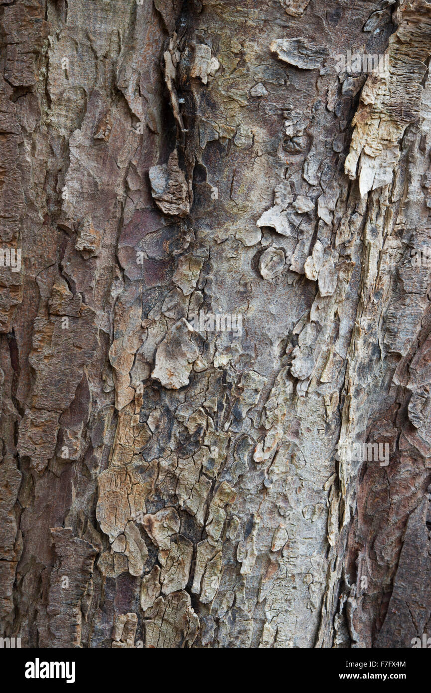 Aesculus Hippocastanum. Horse chestnut tree bark Stock Photo