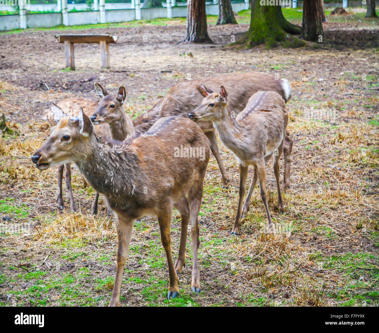 Belovezhskaya pushcha hi-res stock photography and images - Alamy 