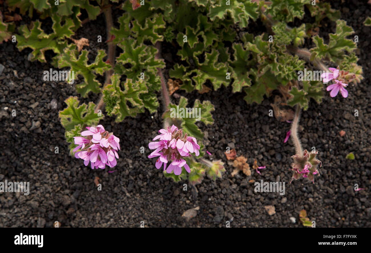 Rose scented geranium hires stock photography and images Alamy
