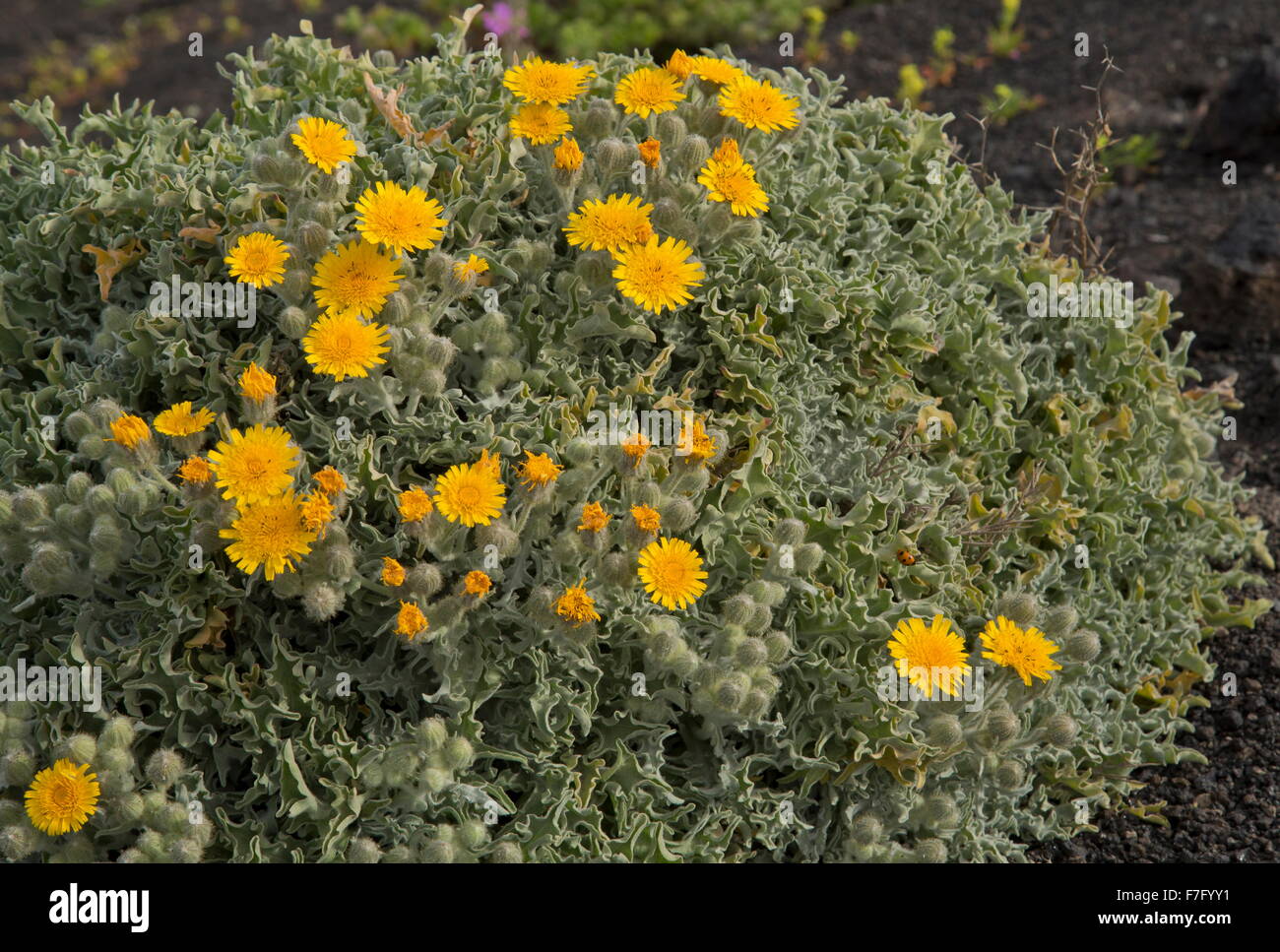 An attractive downy shrubby yellow composite, Andryala glandulosa ssp. glandulosa on Lanzarote. Stock Photo