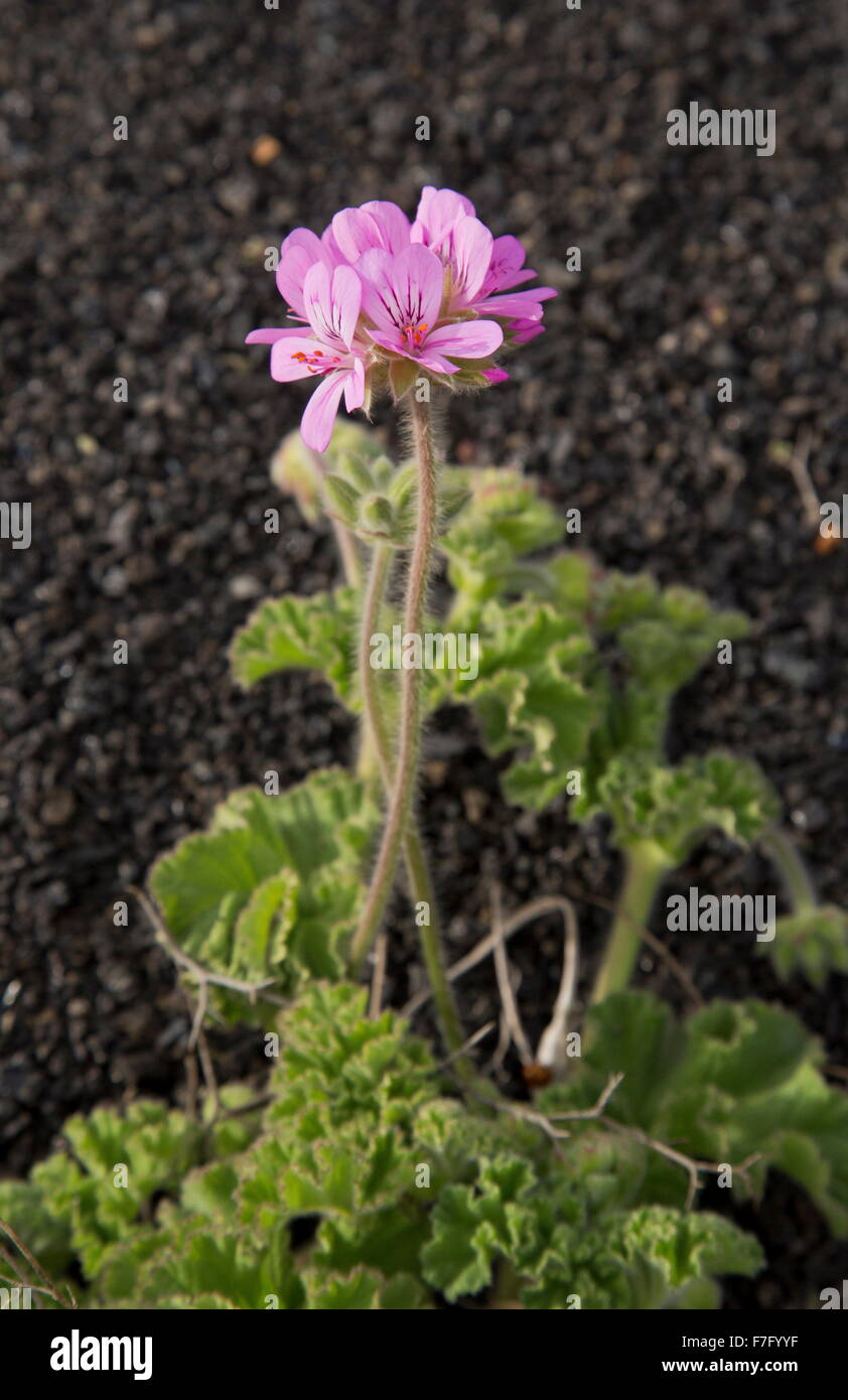 Rose scented geranium hires stock photography and images Alamy