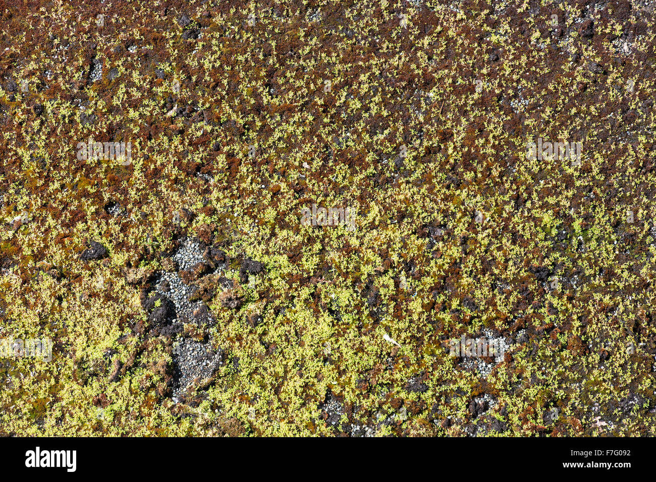 roof covered with the moss for background Stock Photo