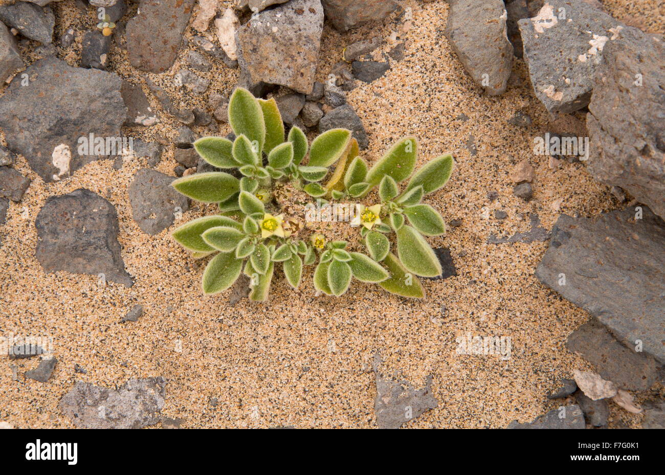 Canarian Iceplant, Canary Iceplant, Aizoon canariense, Aizoon canariensis, africa, african, Stock Photo