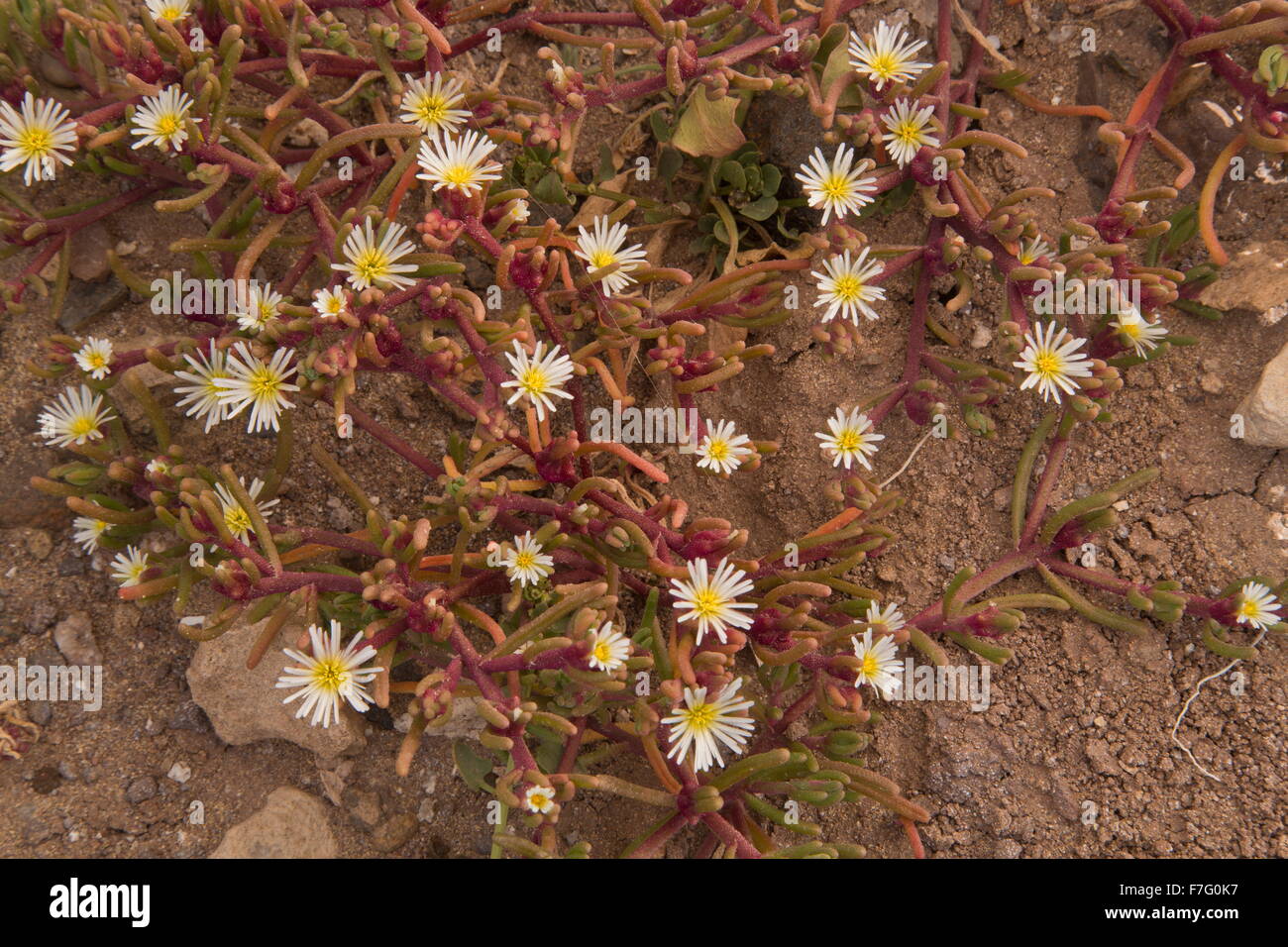 Slenderleaf iceplant, Mesembryanthemum nodiflorum, - an annual member of the Aizooaceae, widely naturalised Stock Photo