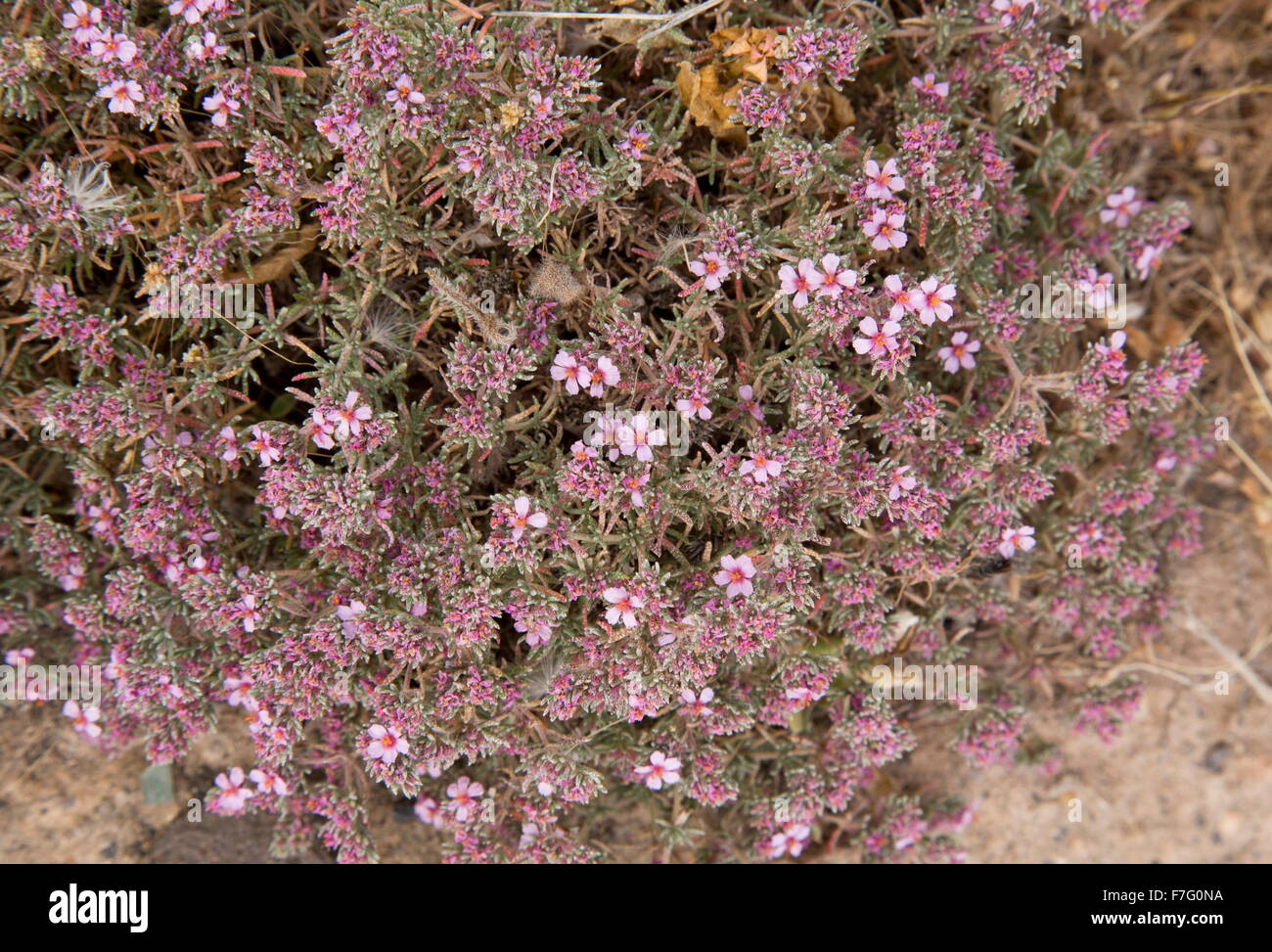 A Sea-heath, Frankenia capitata, in flower by saltpans, Lanzarote. Stock Photo